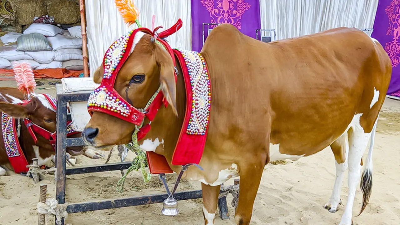 কোরবানির গোশত কি বিক্রি করা যাবে?