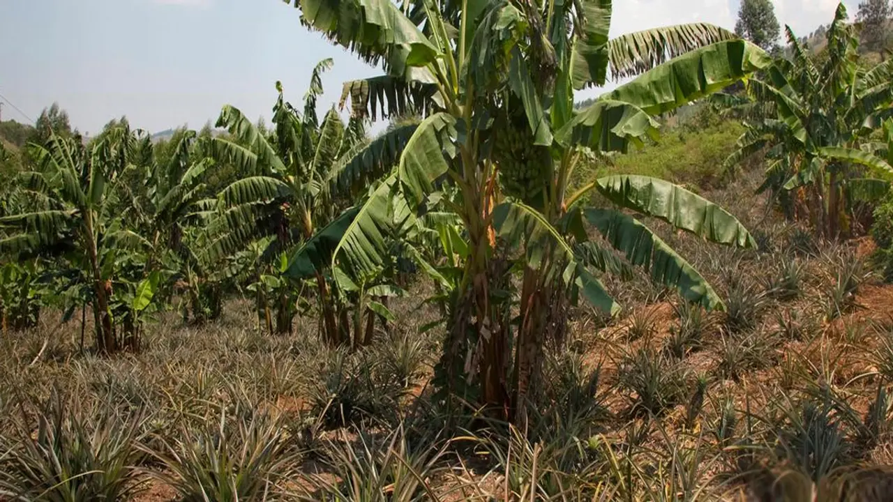উগান্ডায় কলাগাছ দিয়ে অভিনব আসবাবপত্র