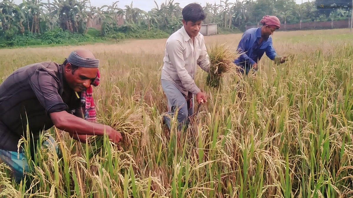 ক্ষেতে একবার চারা লাগিয়ে দু'বার ধান