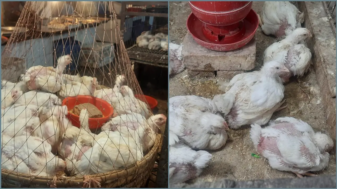 ২৫০ টাকা ছাড়িয়েছে ব্রয়লার মুরগির দাম