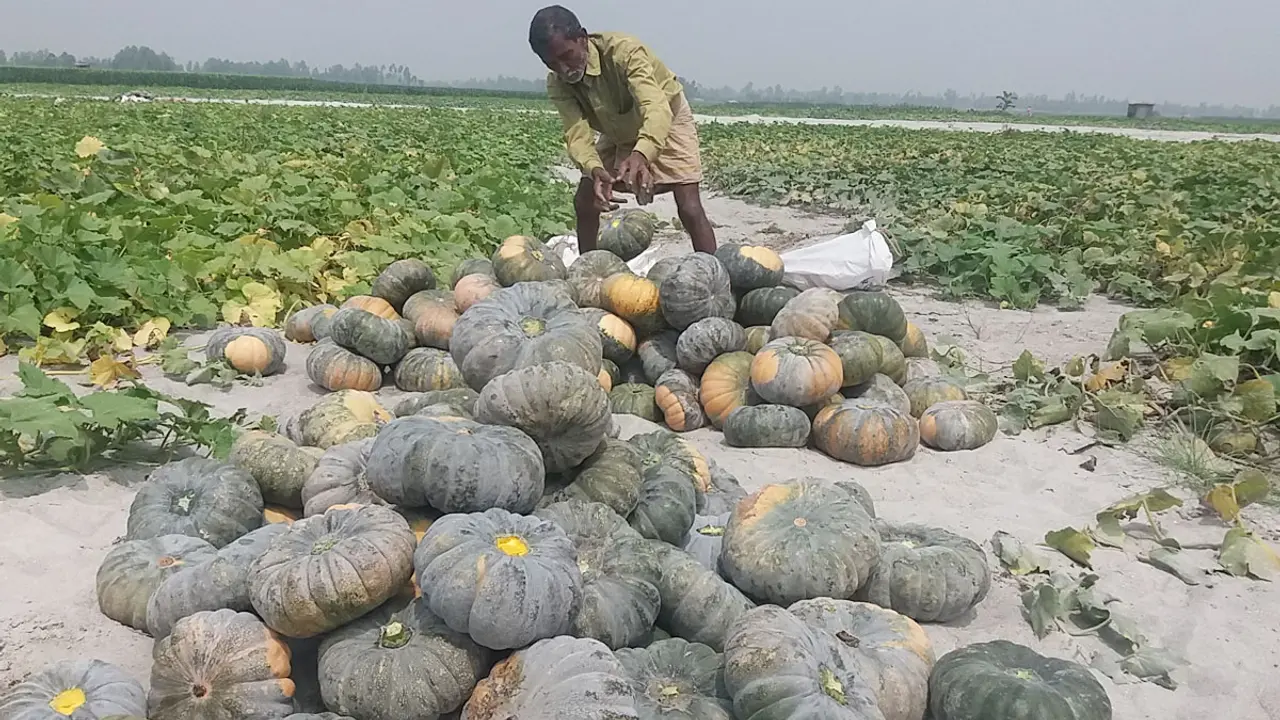 তিস্তার চরে মিষ্টি কুমড়া দেখে খুশি প্রতিমন্ত্রী স্বপন