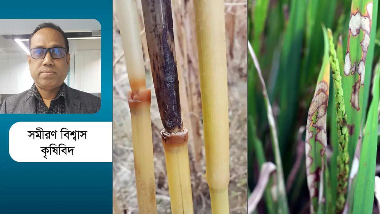 ধানের ব্লাস্ট রোগের সমন্বিত ব্যবস্থাপনা