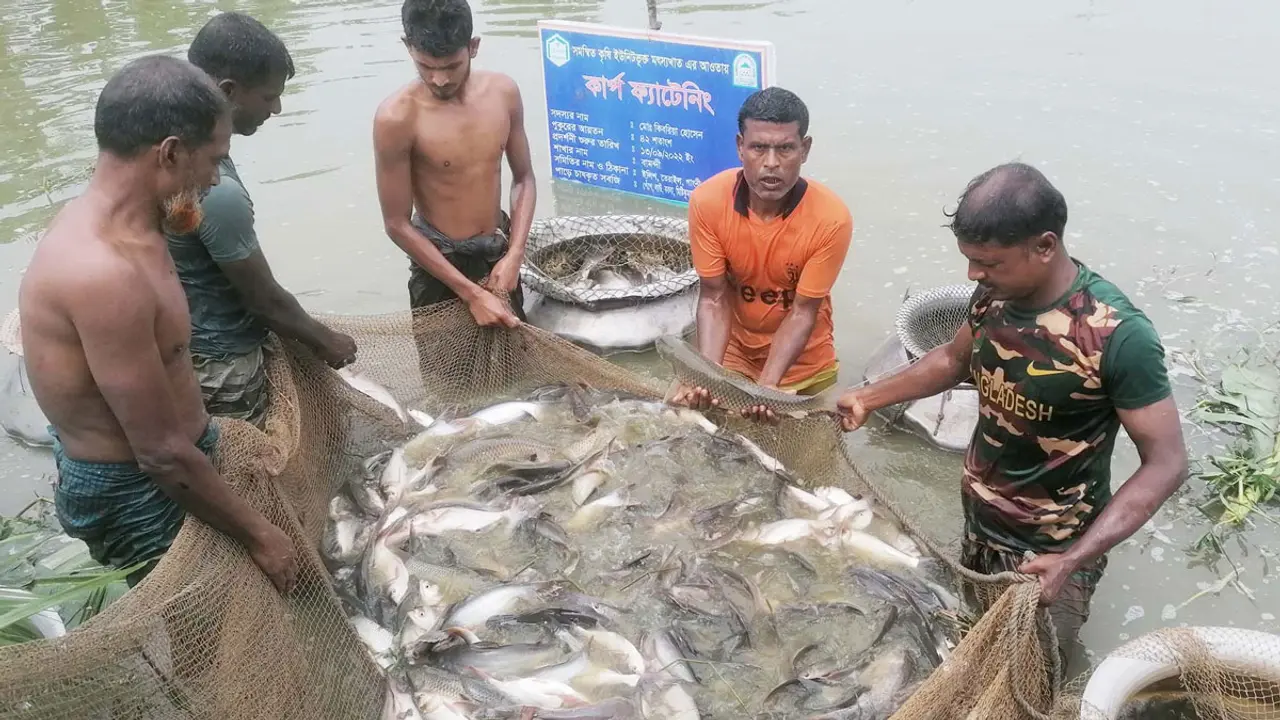 কার্প ফ্যাটেনিং পদ্ধতিতে মাছ চাষে ভাগ্য বদল চাষিদের