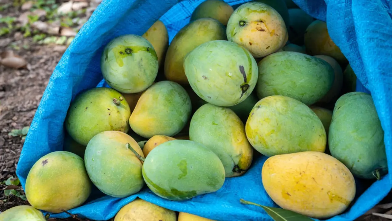 আম খেলে ওজন বাড়ে না কমে?