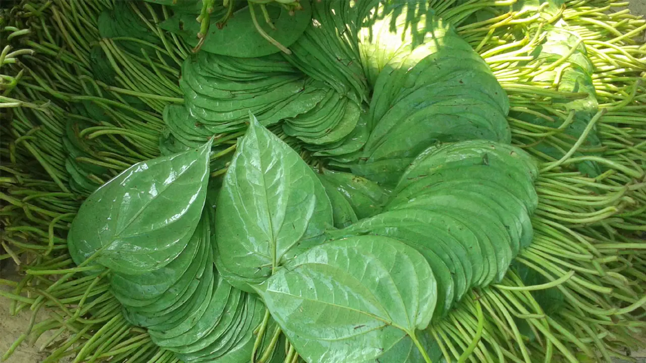 পান পাতার যত গুণাগুণ