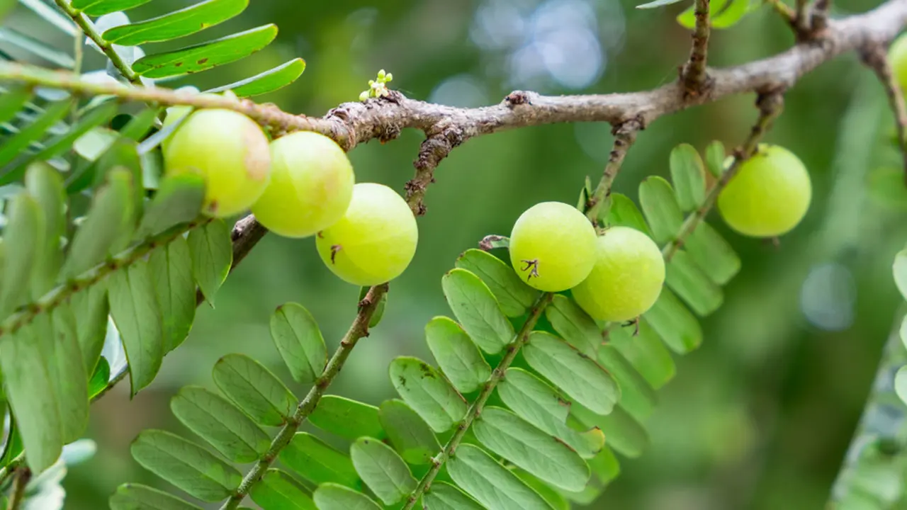 শীতে প্রতিদিন ১টি আমলকী খাবেন যে কারণে