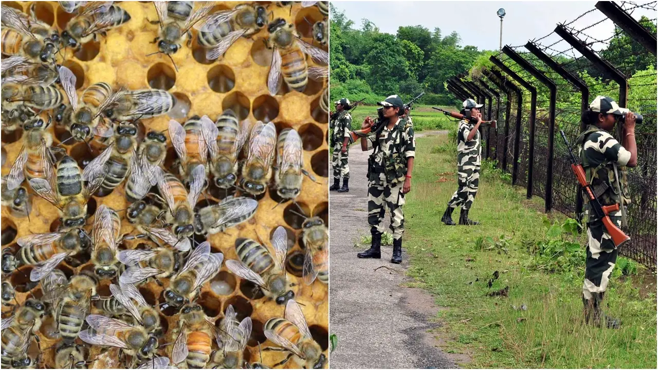 সীমান্তে মৌমাছির চাক বসাচ্ছে বিএসএফ