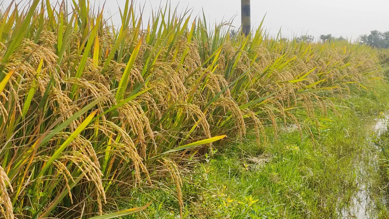 ধানক্ষেতে রাসেলস ভাইপার আতঙ্ক, পাওয়া যাচ্ছে না শ্রমিক