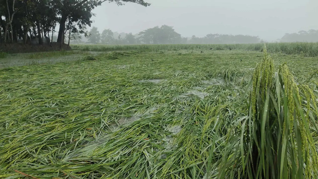পটুয়াখালীতে ফসলের ব্যাপক ক্ষয়ক্ষতির আশঙ্কা