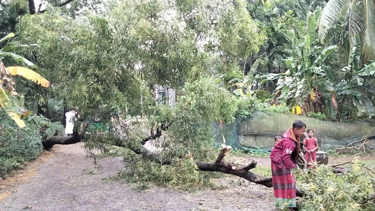 সড়কে গাছ পড়ে যান চলাচল বন্ধ, বিদ্যুৎ সংযোগ বিচ্ছিন্ন