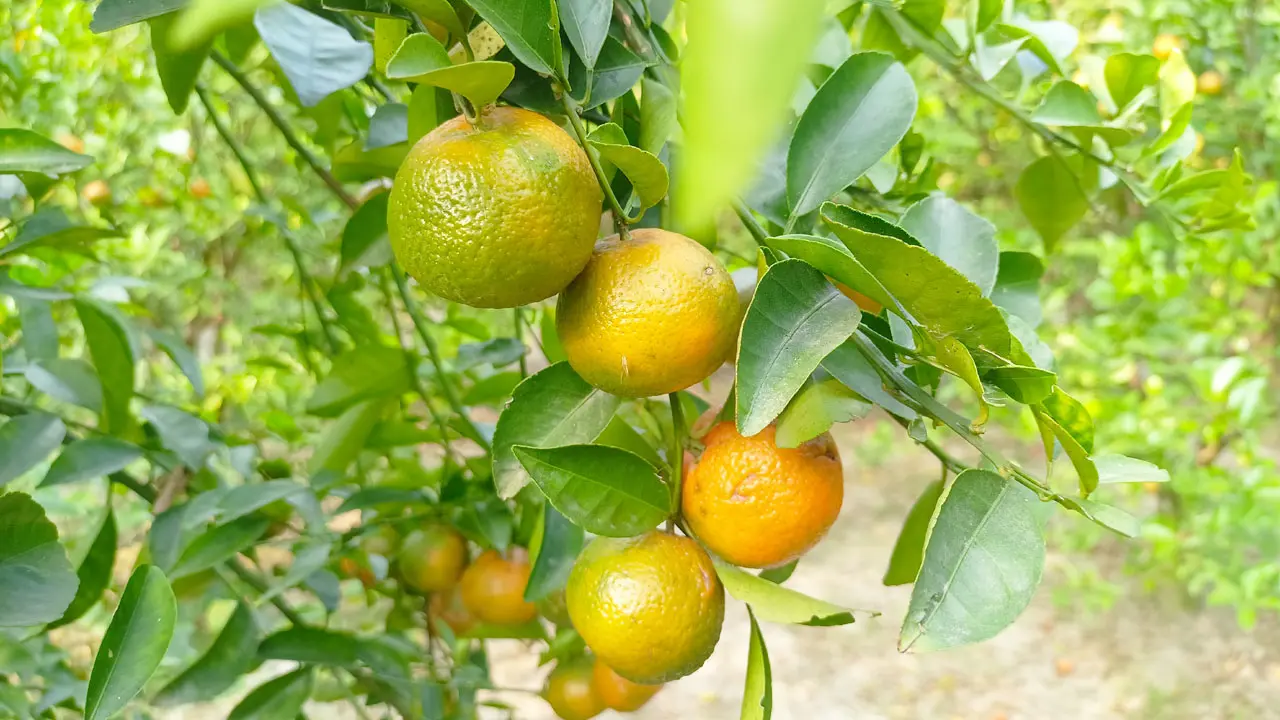কমলা চাষে খলিলুর রহমানের সাফল্য