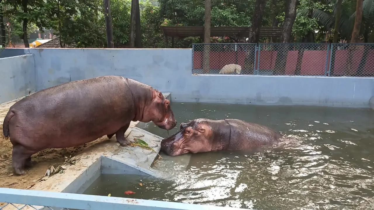 চট্টগ্রাম চিড়িয়াখানার জলহস্তী লালপাহাড় পেল জলপরী