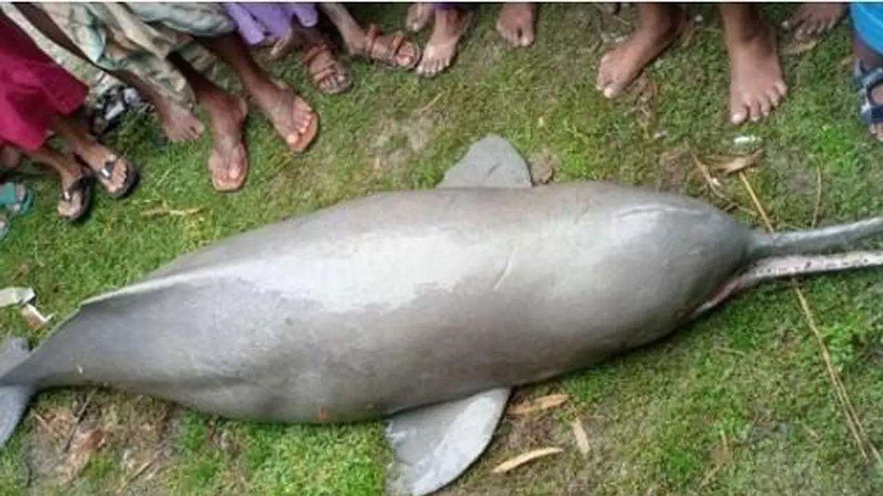 তিস্তায় মিলল মৃত ডলফিন, ৩০ হাজারে বিক্রি