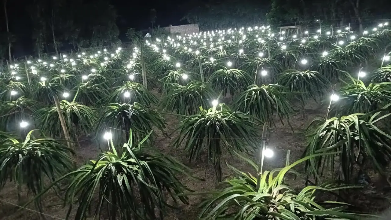 বাল্ব জ্বালিয়ে ড্রাগন গাছকে বোঝানো হচ্ছে ১৯ ঘণ্টায় দিন