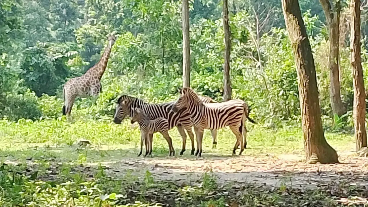 জেব্রা, কমন ইল্যান্ড ও নীলগাই পরিবারে নতুন অতিথি
