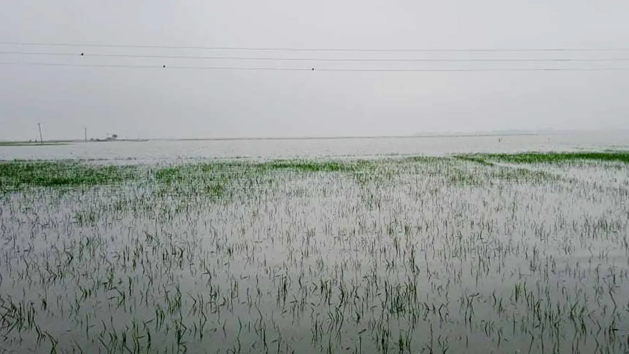 আজমিরীগঞ্জে ৪ হাজার হেক্টর রোপা আমন পানির নিচে