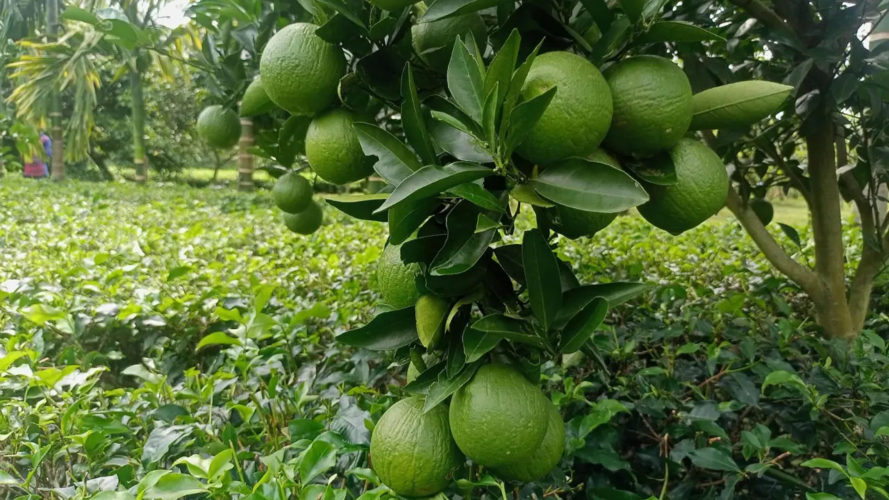 চা পাতার লোকসান পুষিয়ে দিচ্ছে সাথি ফসল মাল্টা 