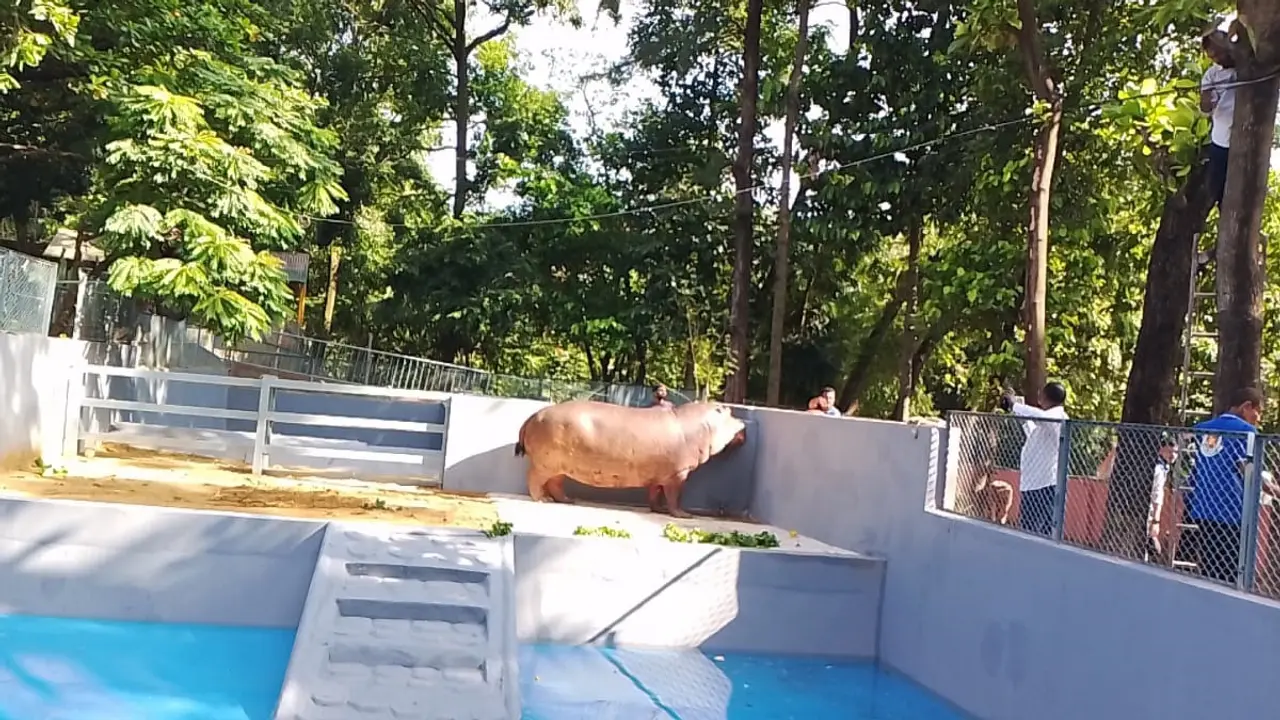 বাঘ দিয়ে জলহস্তী পেল চট্টগ্রাম চিড়িয়াখানা