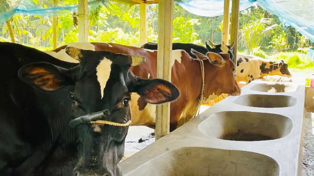 ডেইরি খামারে সফল প্রবাসফেরত নিজাম, বছরে আয় ৬ লাখ