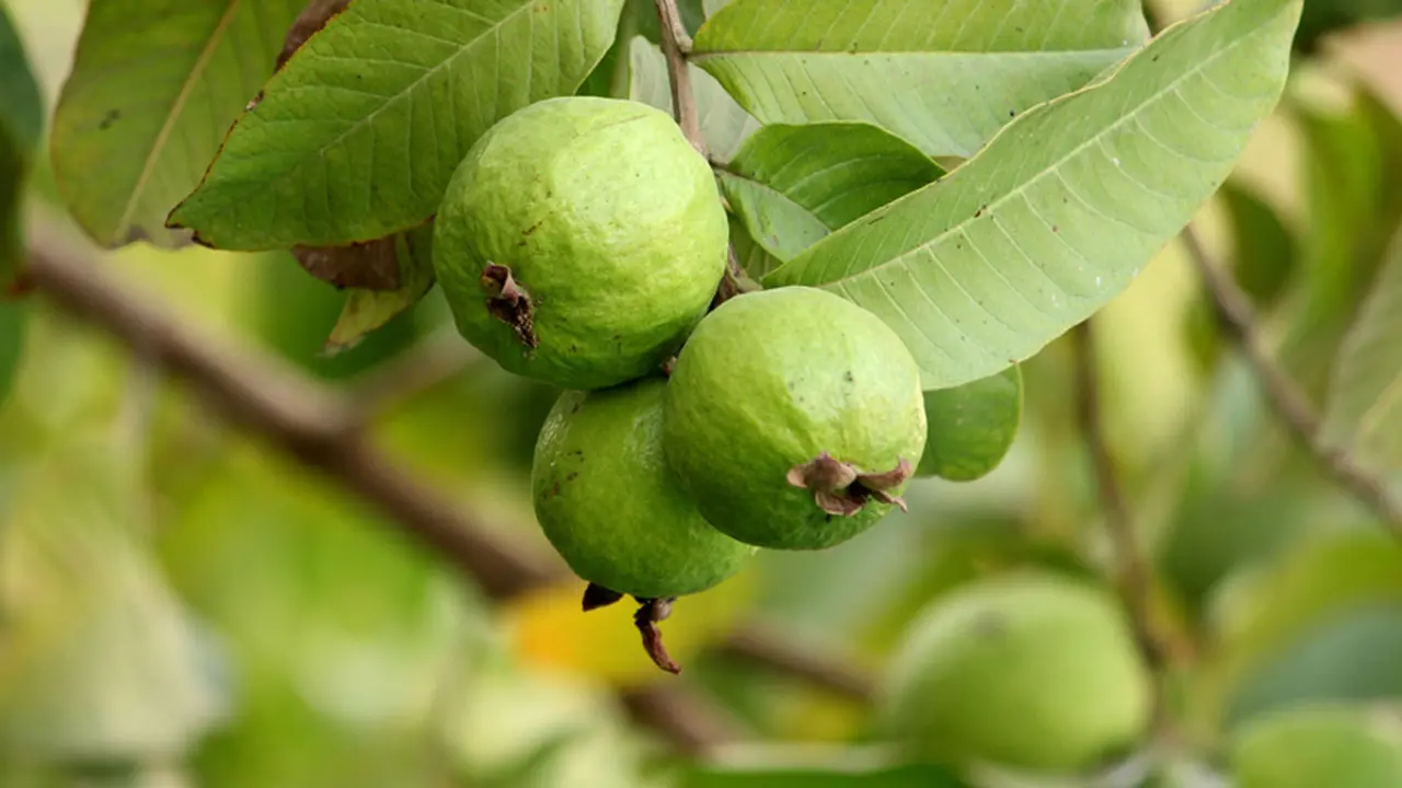 পেয়ারা খেলে কী হয়?