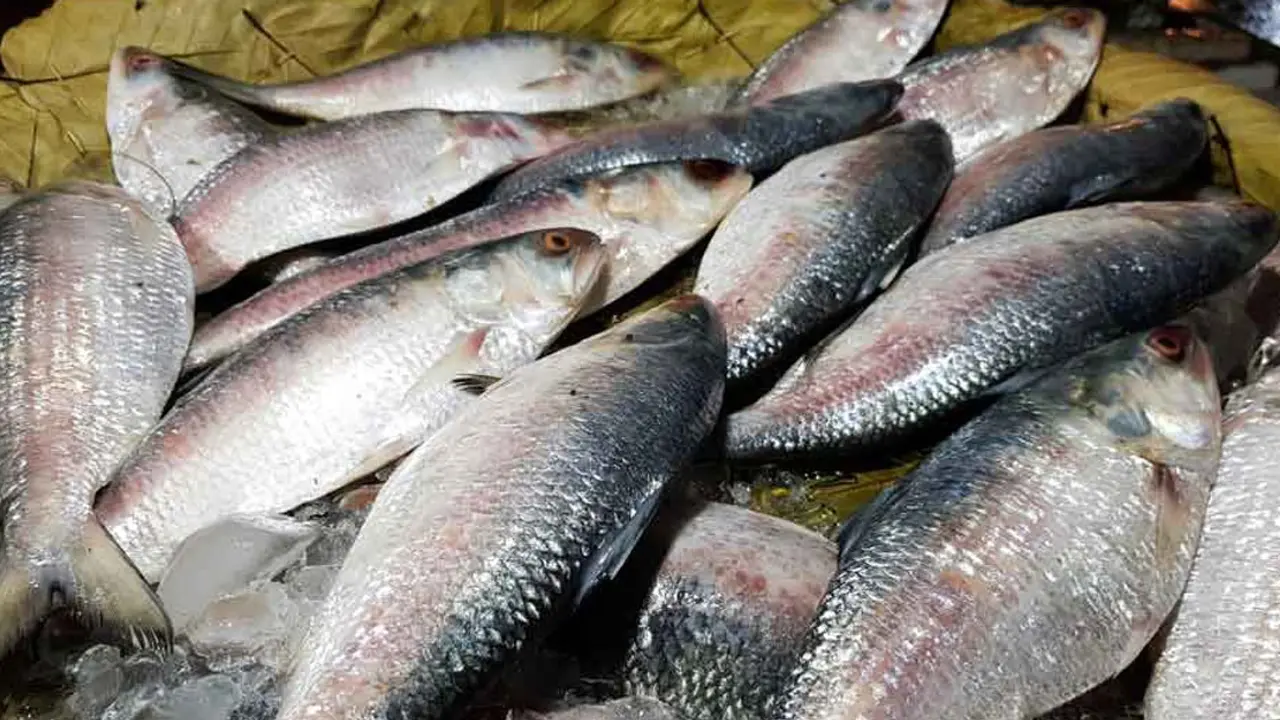 ইলিশ ক্রয়-বিক্রয় নিষিদ্ধ ২২ দিন