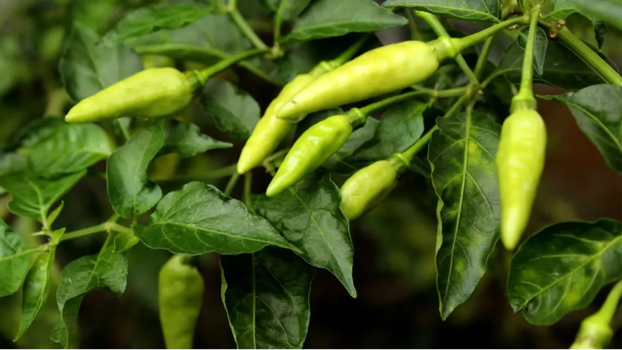 কাঁচা মরিচ বেশি খেলে কী হয়?