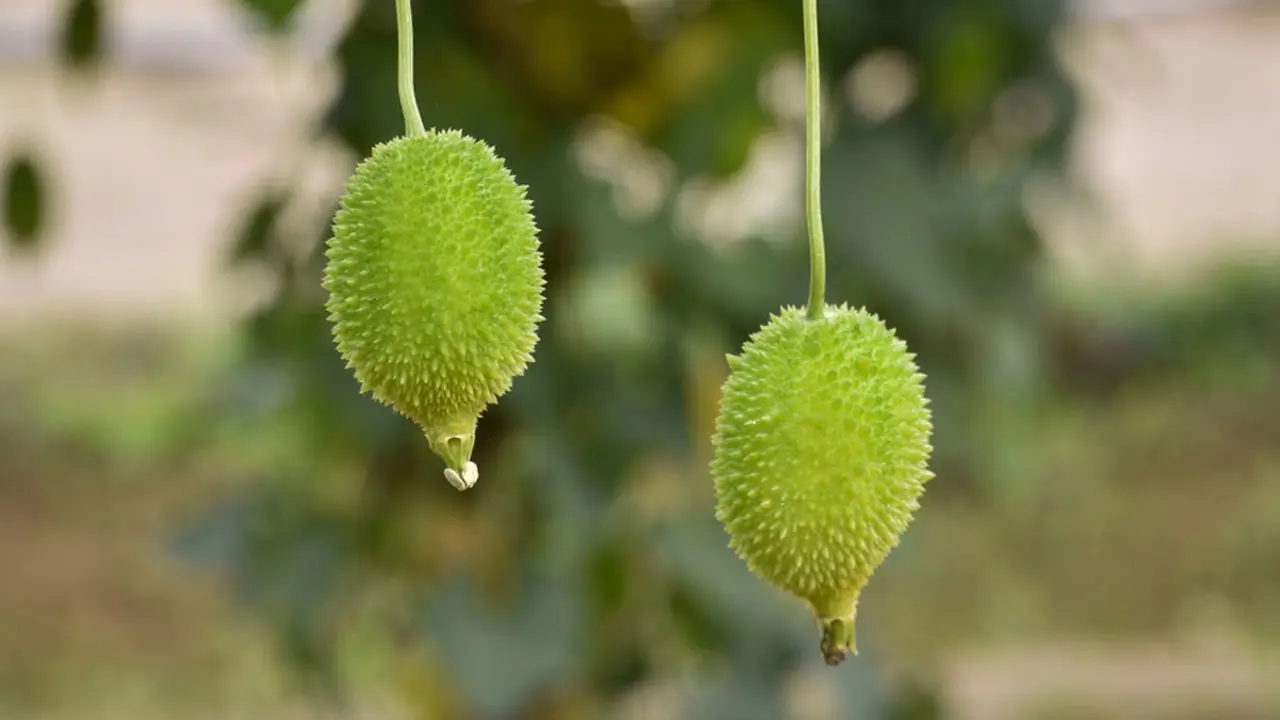 কাঁকরোল খেলে কী হয়?