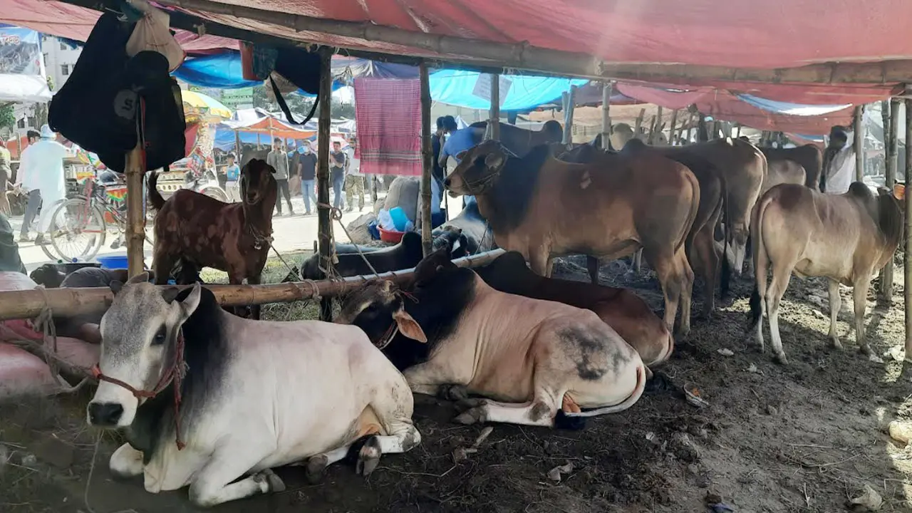 আফতাবনগরে কোরবানির পশুর হাট না বসাতে লিগ্যাল নোটিশ