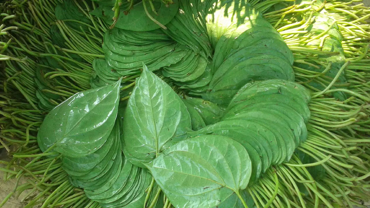 পান রপ্তানি করে নয় মাসে আয় ২০০ কোটি টাকা