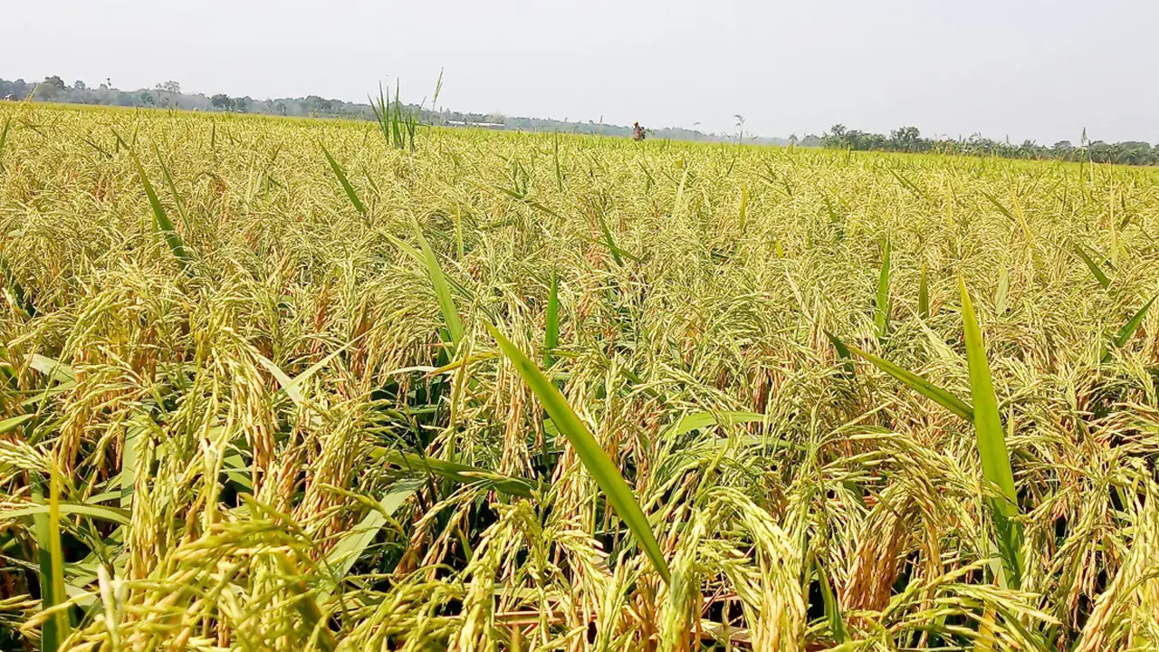 হাওরে ৮০ শতাংশ পরিপক্ব হলে ধান কেটে ফেলার পরামর্শ