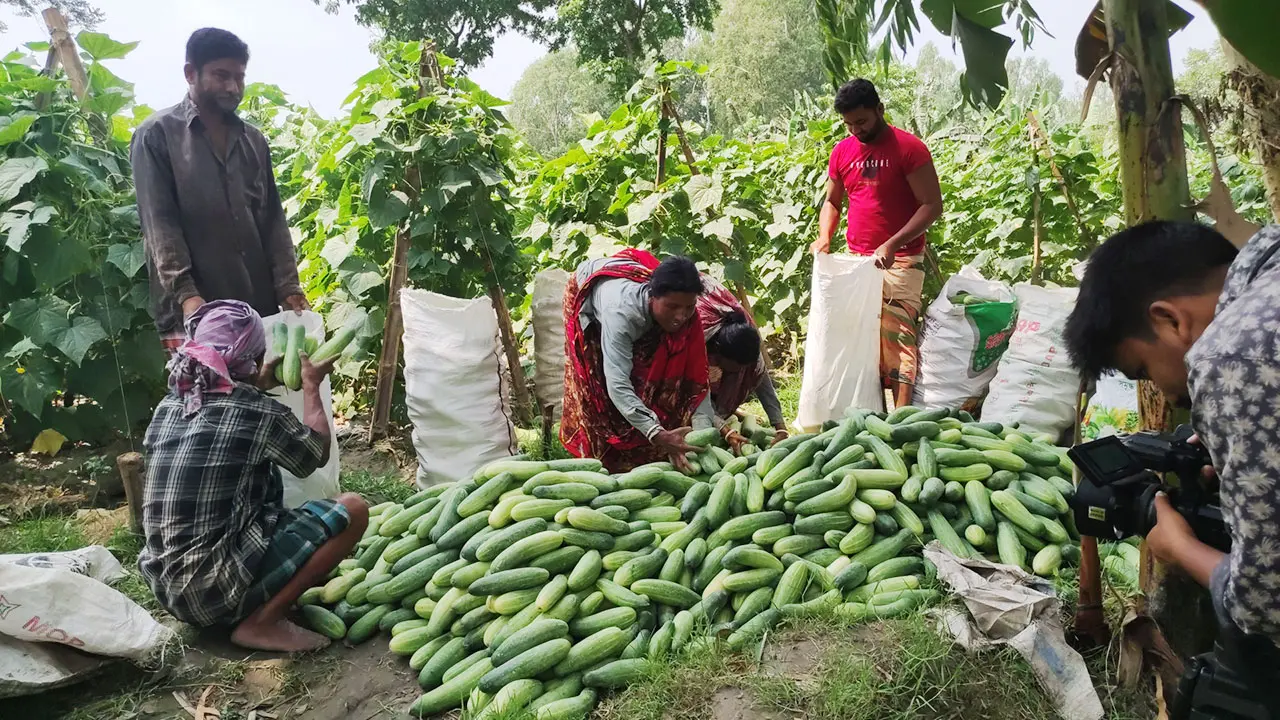 খানসামার সেই চাষিদের কাছ থেকে শসা কিনল স্বপ্ন