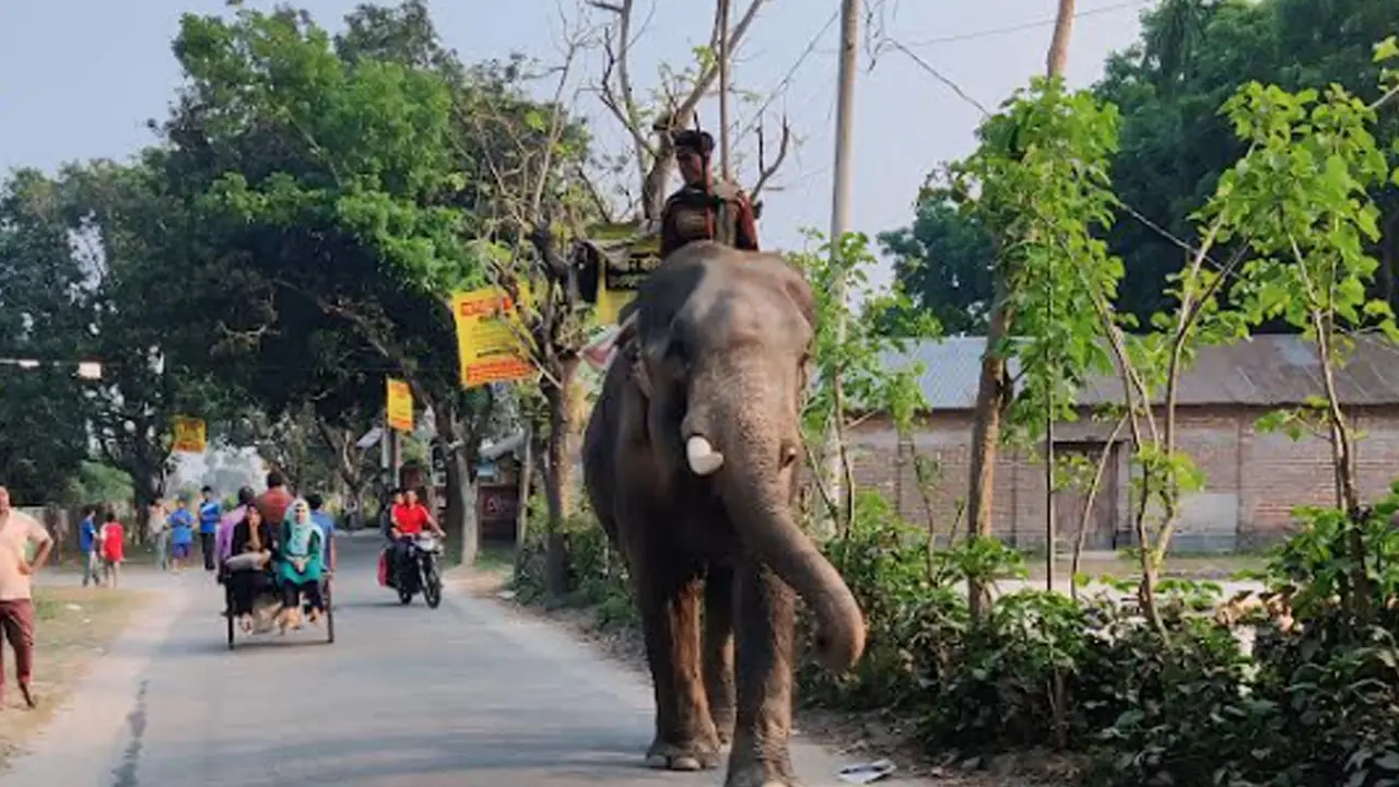 হাতি দিয়ে চাঁদাবাজি করায় দুই যুবককে ৬ মাসের কারাদণ্ড