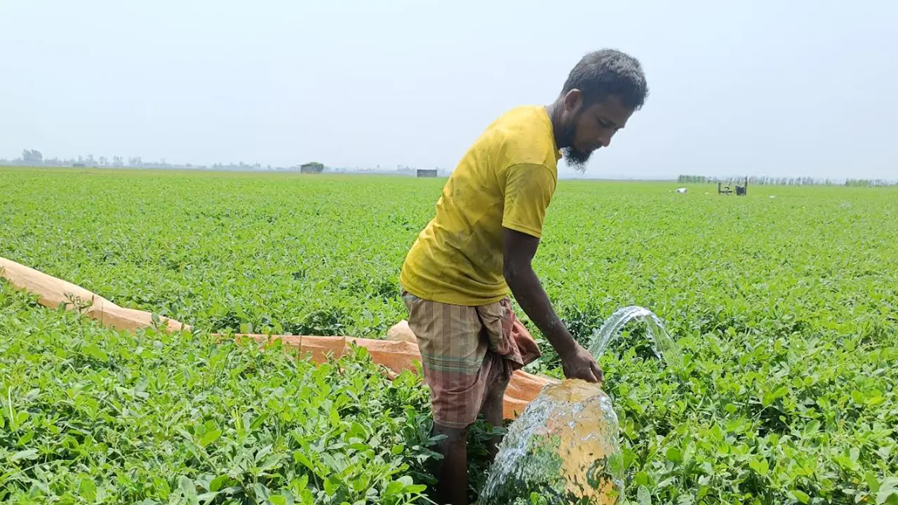 খরায় পুড়ছে ফসলের খেত