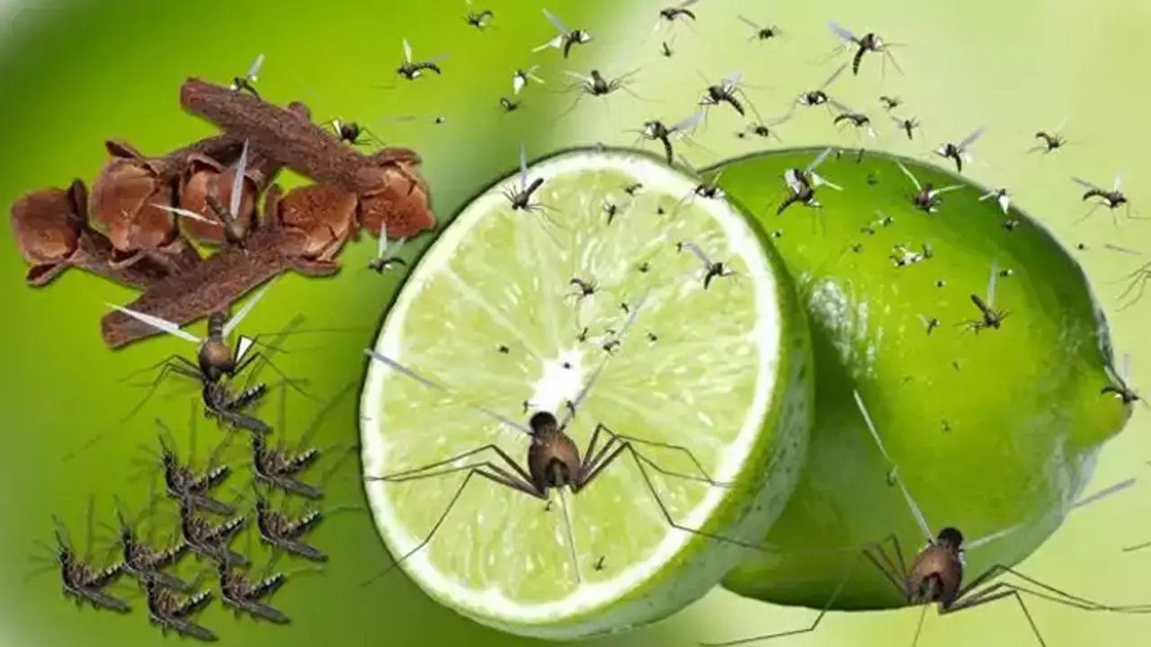 ঘরোয়া উপায়ে মশা তাড়ান 