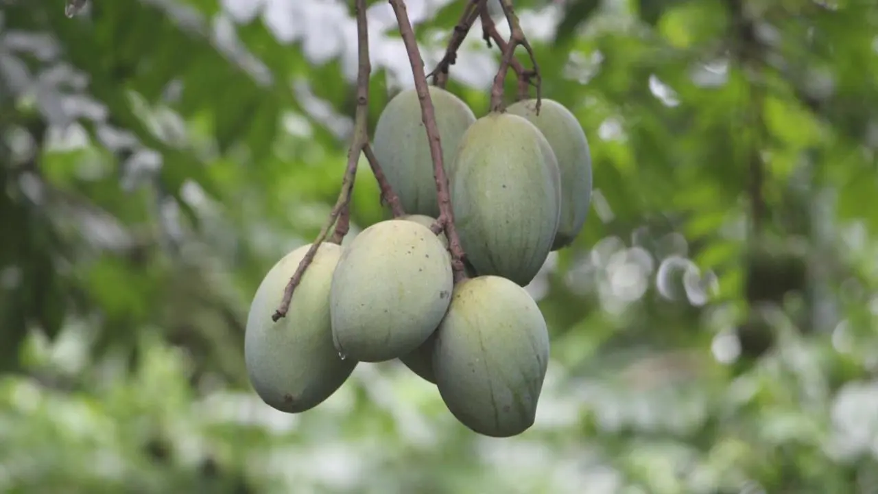 কাঁচা আম খেলে কী হয়?