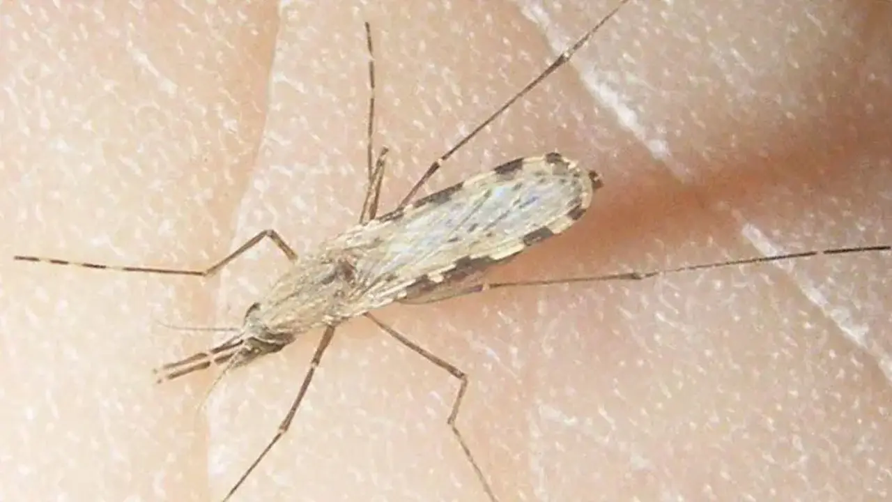 বাংলাদেশে ম্যালেরিয়া আক্রান্তের সংখ্যা বাড়ছে