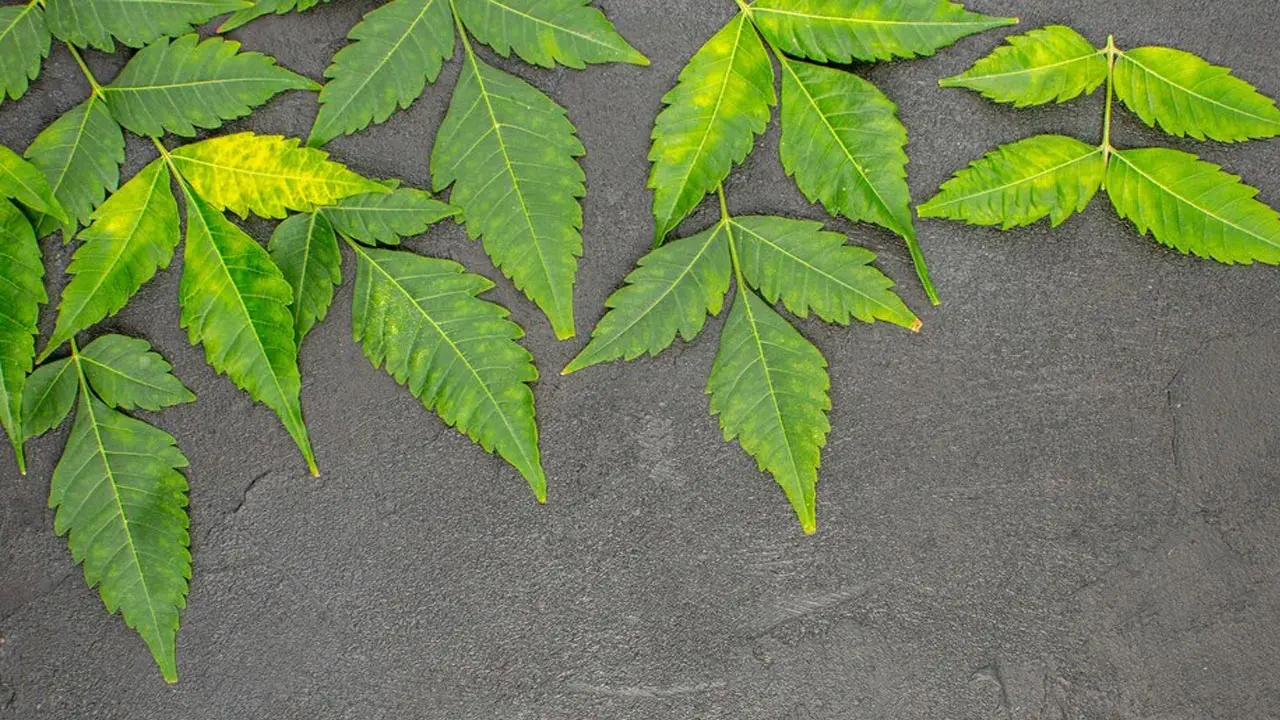 গরমে গোসলের পানিতে নিমপাতা মেশাবেন যে কারণে