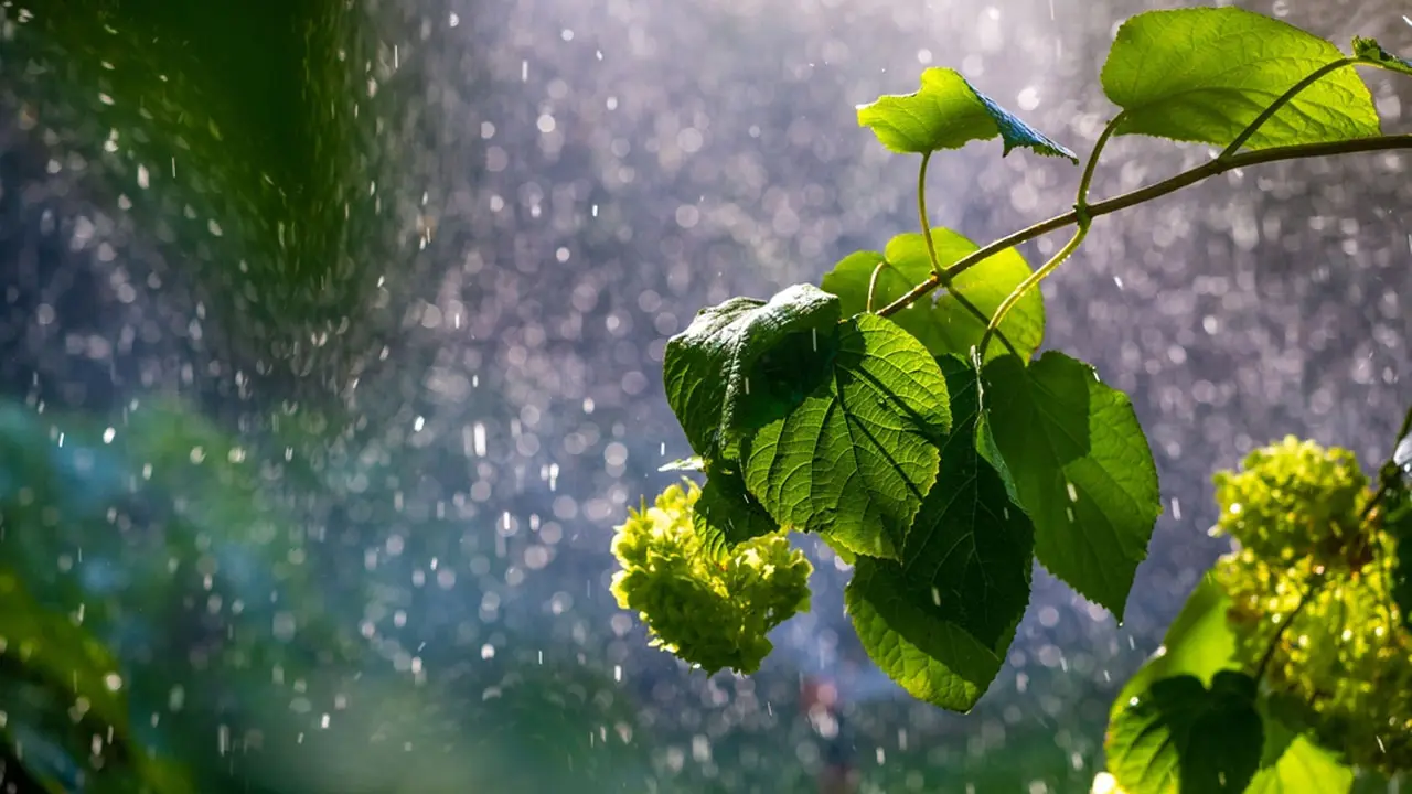 অনাবৃষ্টি দেখা দেয় যে কারণে