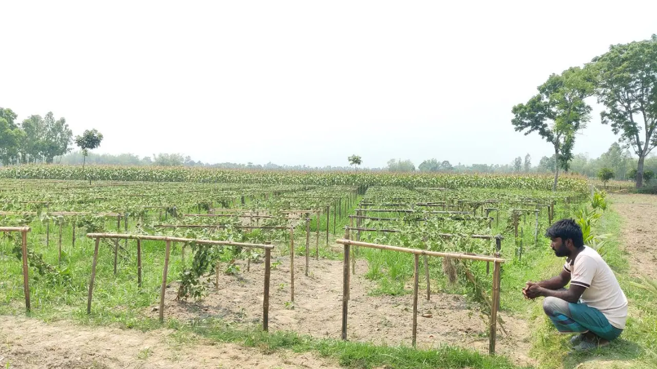 ৬ শতাধিক পটল গাছ উপড়ে ফেলল দুর্বৃত্তরা, দিশেহারা কৃষক