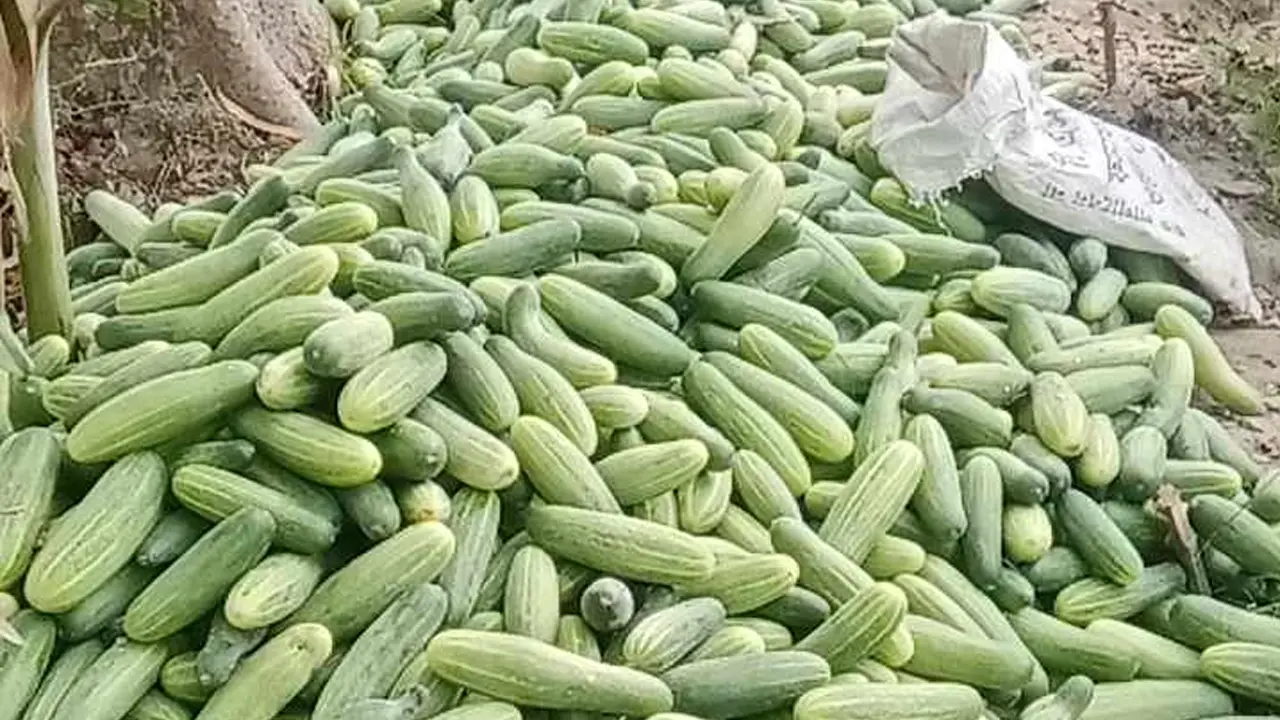 দিনাজপুরে শসার কেজি ১ টাকা, চাষিদের মাথায় হাত