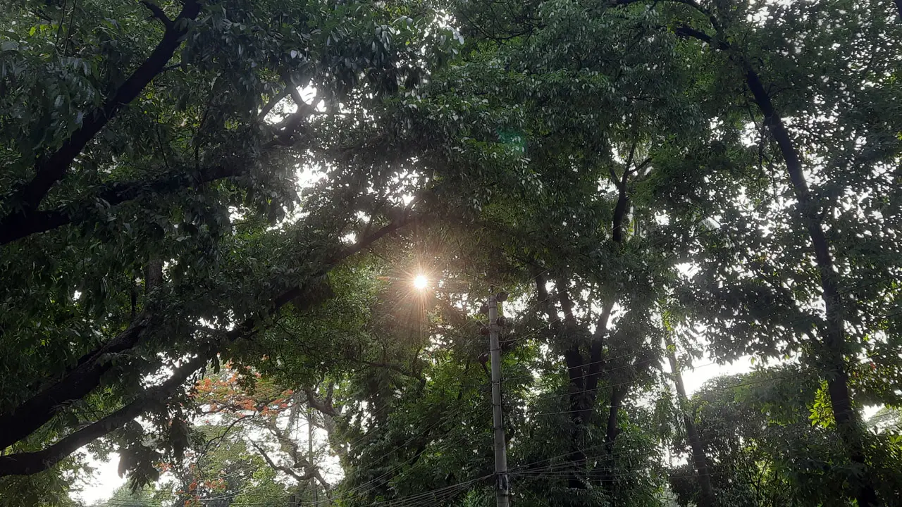 গরম থেকে বাঁচাবে গাছ, গাছগুলো বাঁচবে তো? 