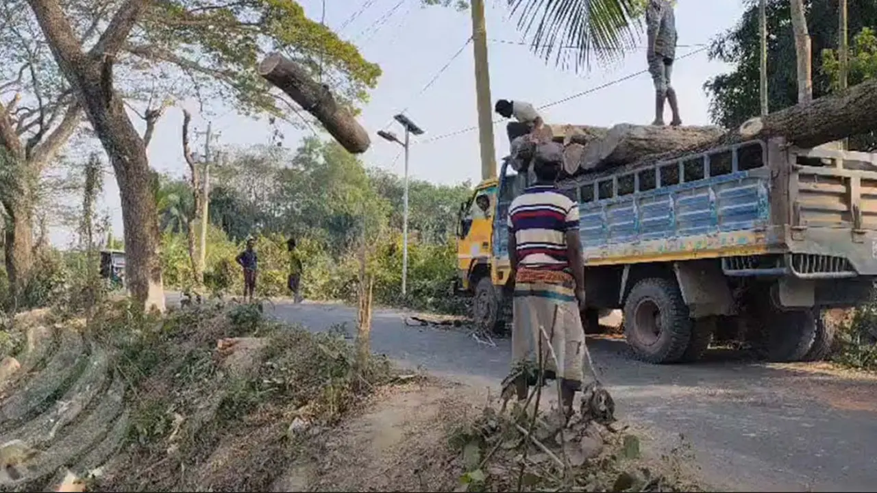 বন বিভাগই এক বছরে কেটেছে ১৭শ গাছ, রোপণ করেনি একটিও