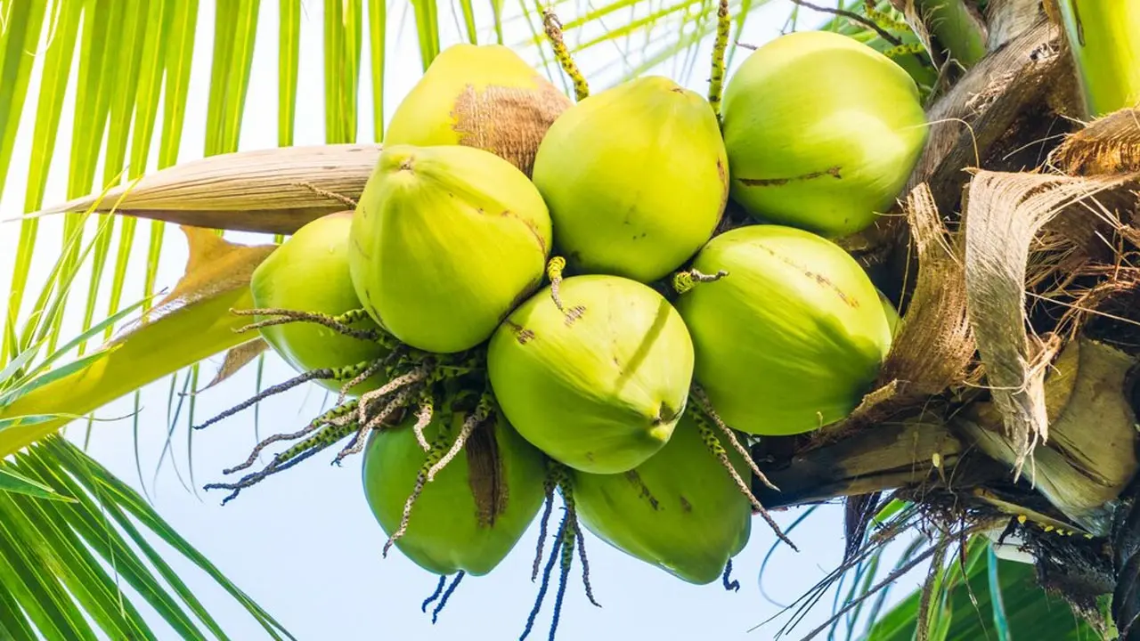 ডাবের পানির ৫ উপকারিতা