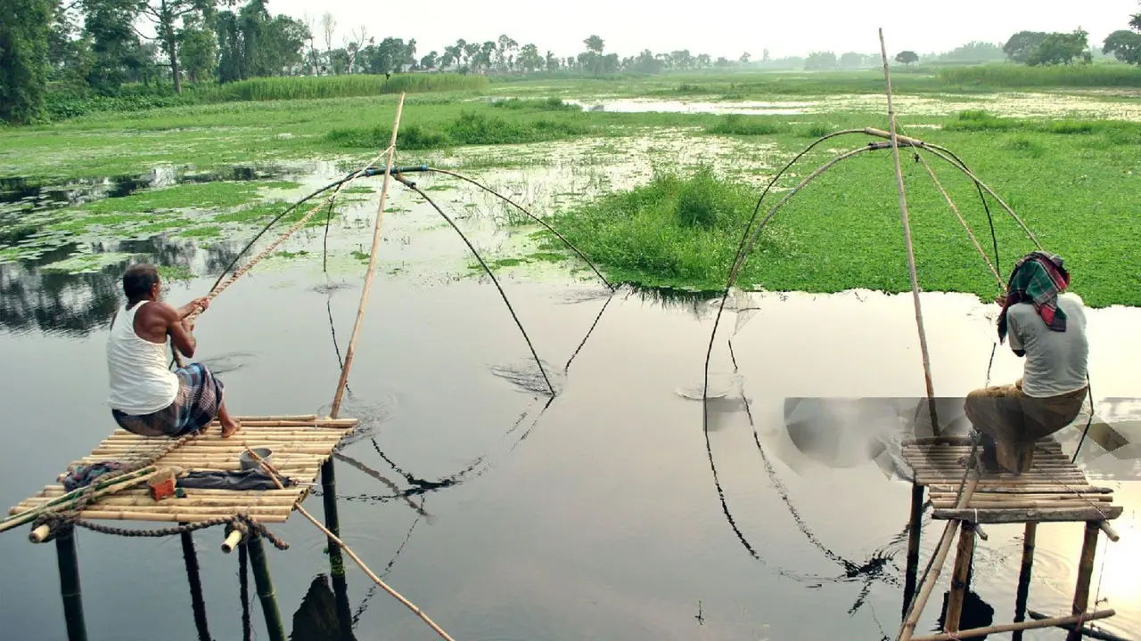 বন্যার পানিতে ভেসে আসা মাছ শিকার করে খাওয়া যাবে?