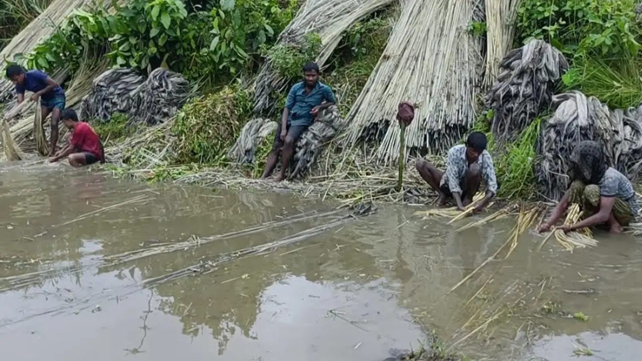 কুড়িগ্রামে বন্যা-খরায় পাটের আবাদে ব্যাপক ক্ষতি