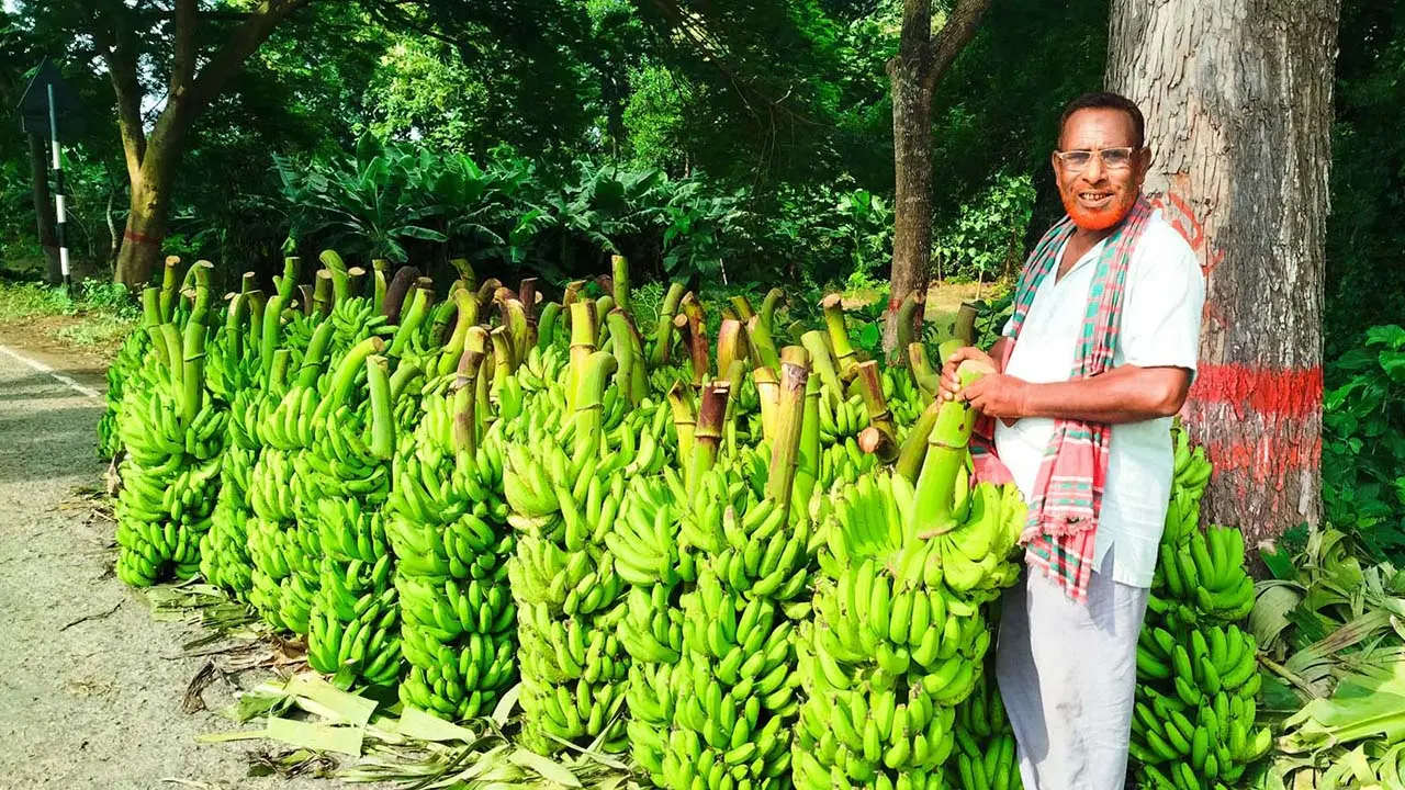 মেহেরসাগর কলা চাষে দ্বিগুণ লাভ, চাষিদের ভাগ্য বদল