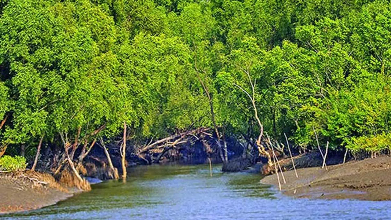 সুন্দরবনে বাঘের সঙ্গে লড়াই করে বেঁচে ফিরলেন জেলে