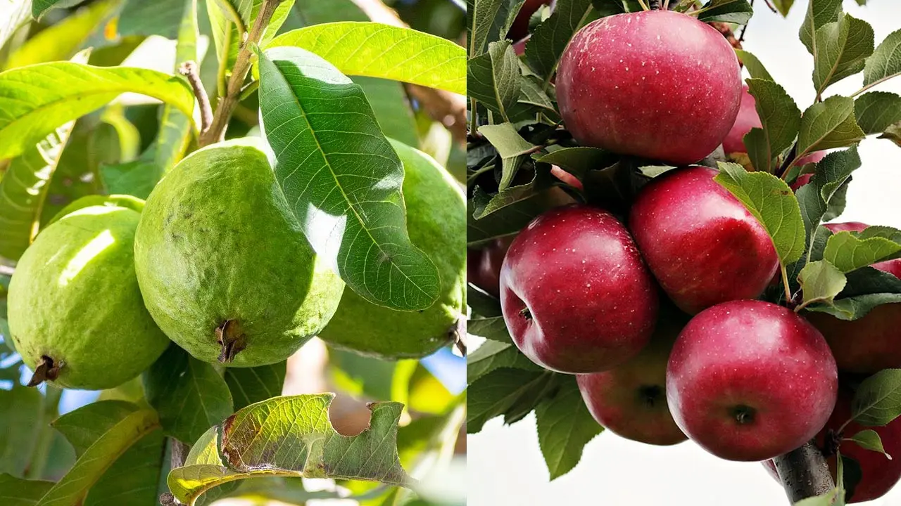 পেয়ারা না আপেল, কোনটি বেশি উপকারী?