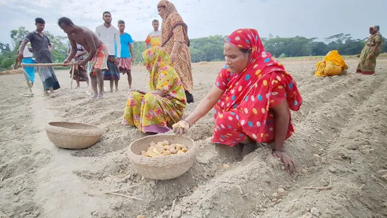 বরগুনায় আলু বীজের সংকট, সিন্ডিকেট করে বেশি দামে বিক্রি