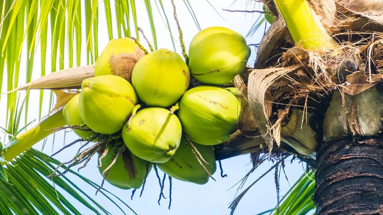 ব্যায়ামের আগে ডাবের পানি খাবেন যে কারণে